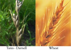 Wheat Darnell